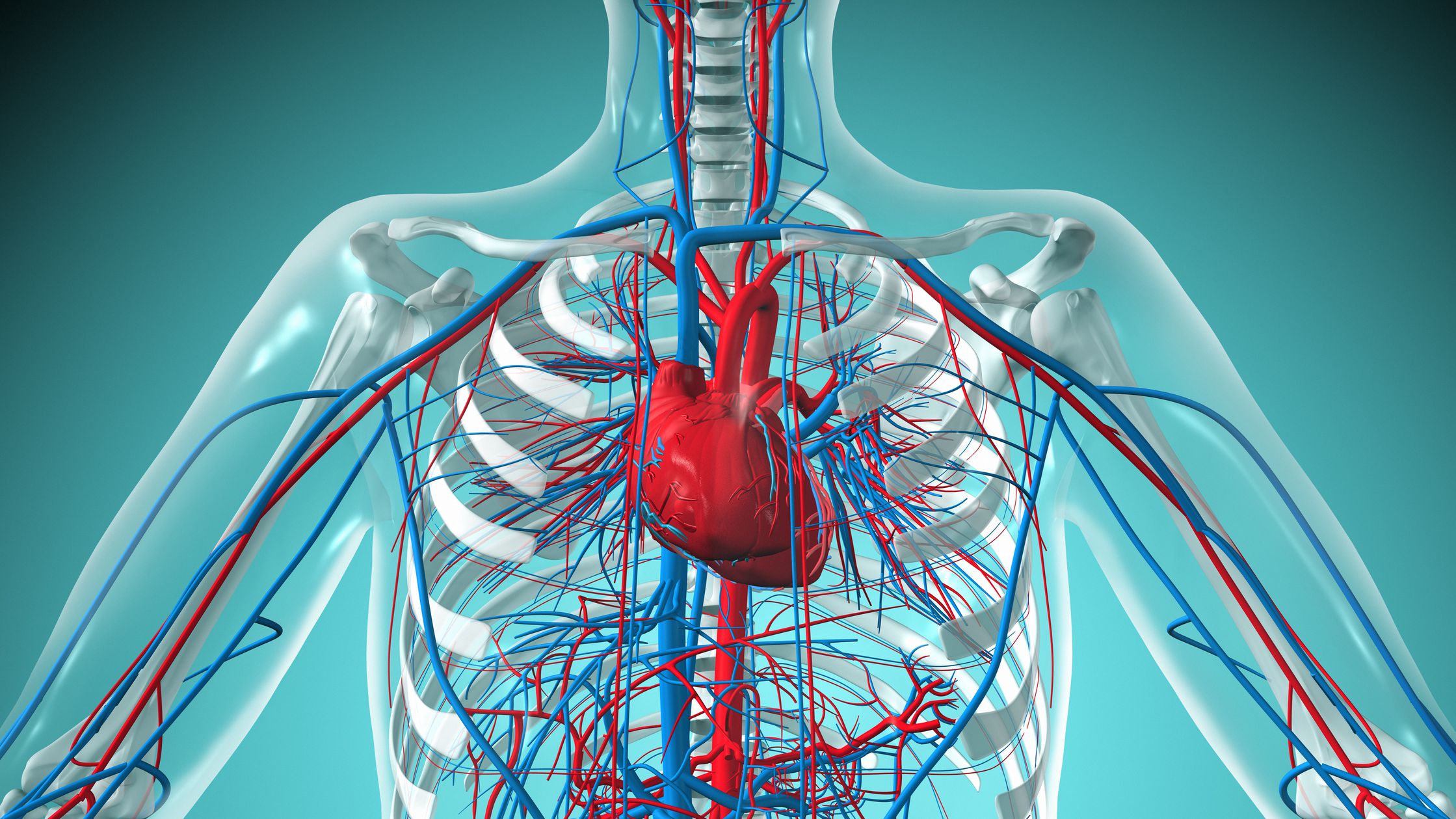 Human Cardiovascular syst...