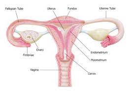 Human (Female) Reproducti...