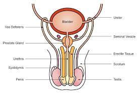 Human (Male) Reproduction